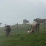 Troupeau de Vache dans le brouillard